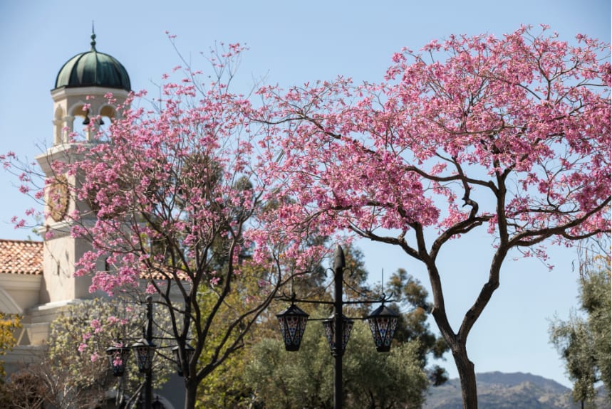 Beautiful Thousand Oaks residential neighborhood with Spanish-style homes and oak trees - professional house cleaning services available for families in Thousand Oaks, Westlake Village, and surrounding areas